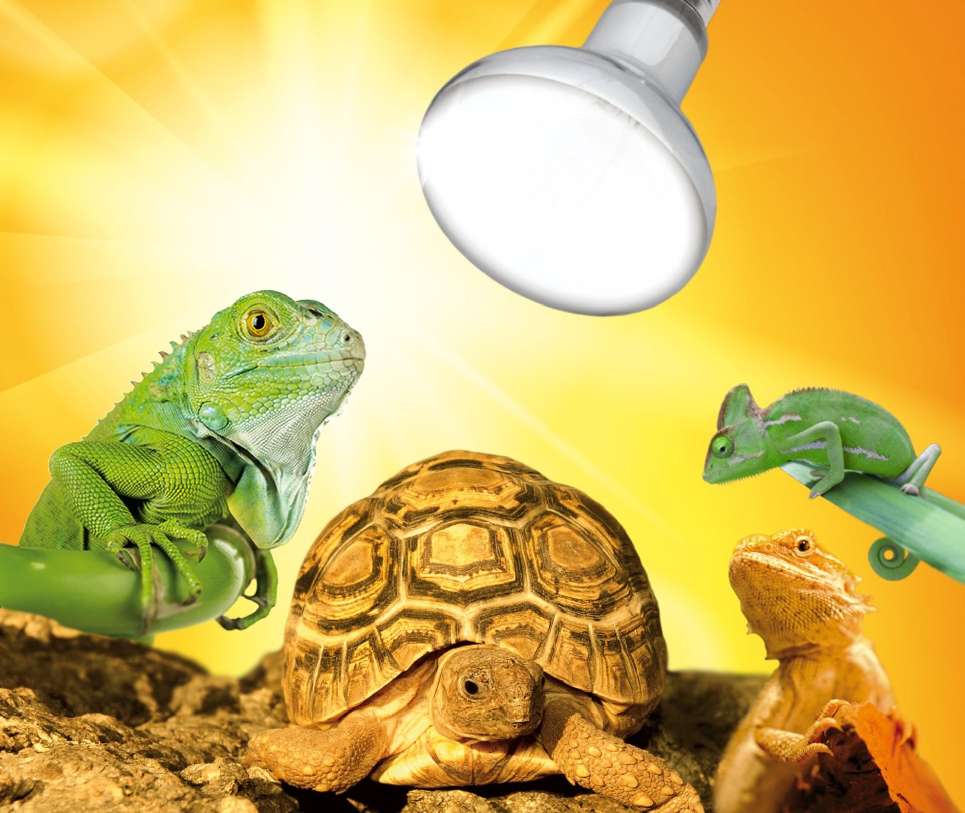  D3 UV Heat Spot - 80-125 Watt